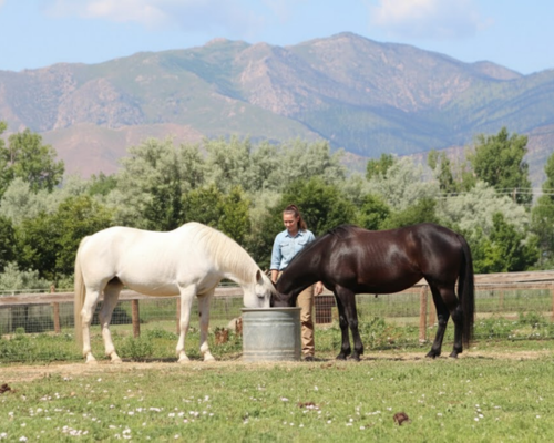 Colorado Horse Rescue Network