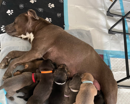 Denkai Animal Sanctuary