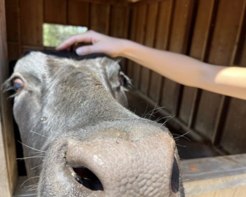 Happy Haven Farm and Sanctuary