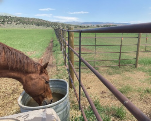 Mountain Valley Horse Rescue