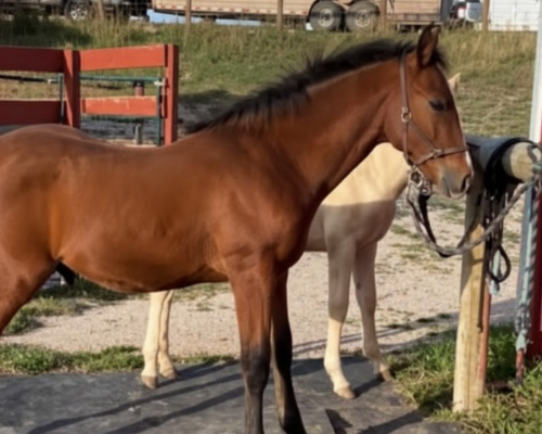 Safe Landing Horse Rescue