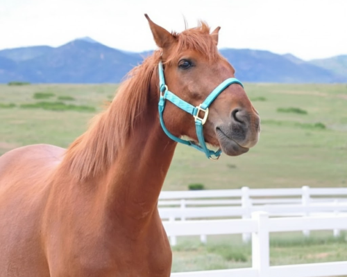 Zuma’s Rescue Ranch